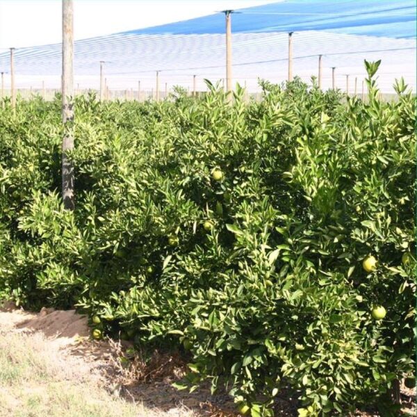 Shade Netting